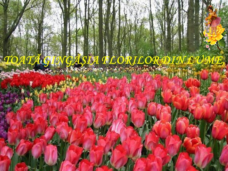 TOATĂ GINGĂŞIA FLORILOR DIN LUME,